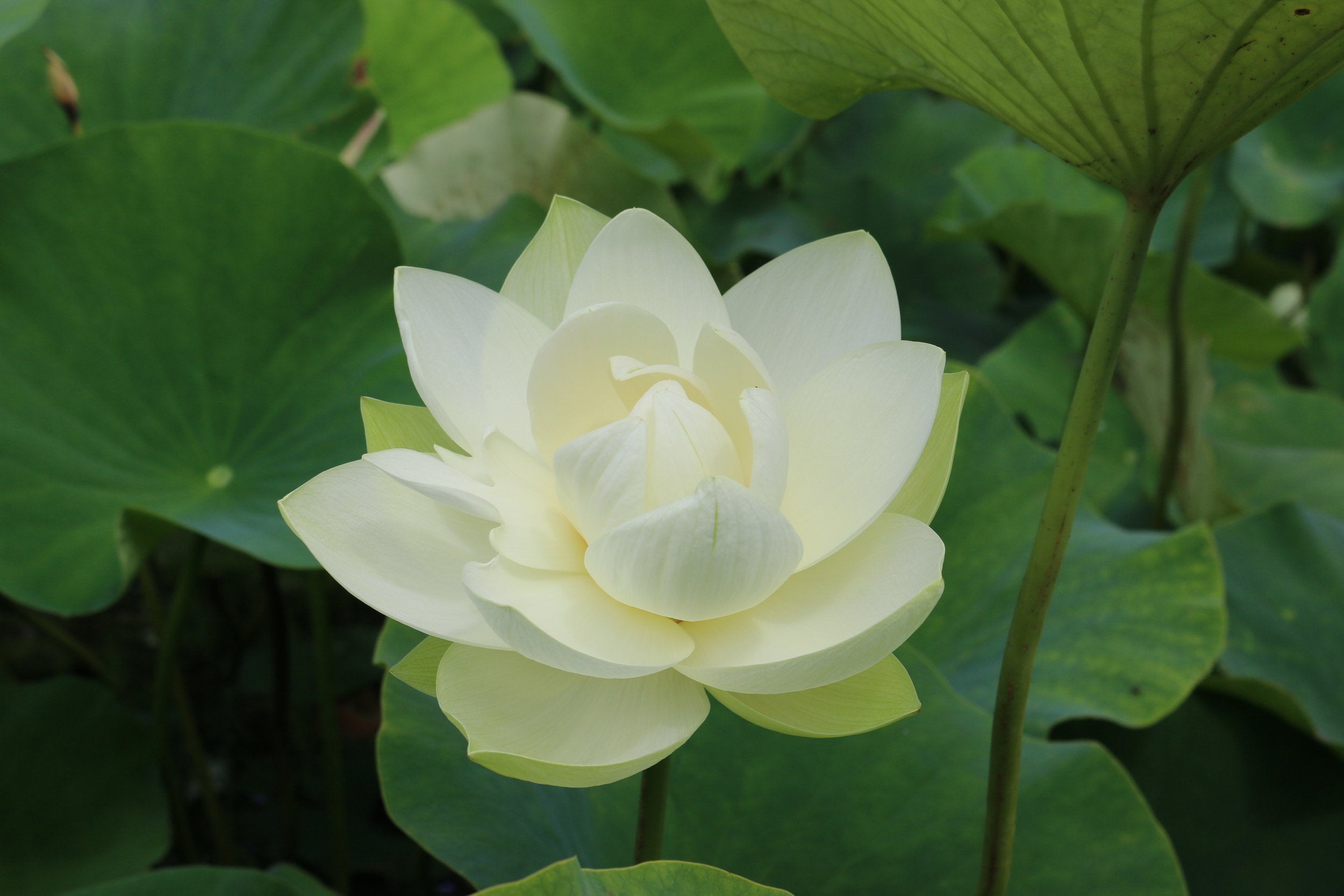 Lotus Bloom