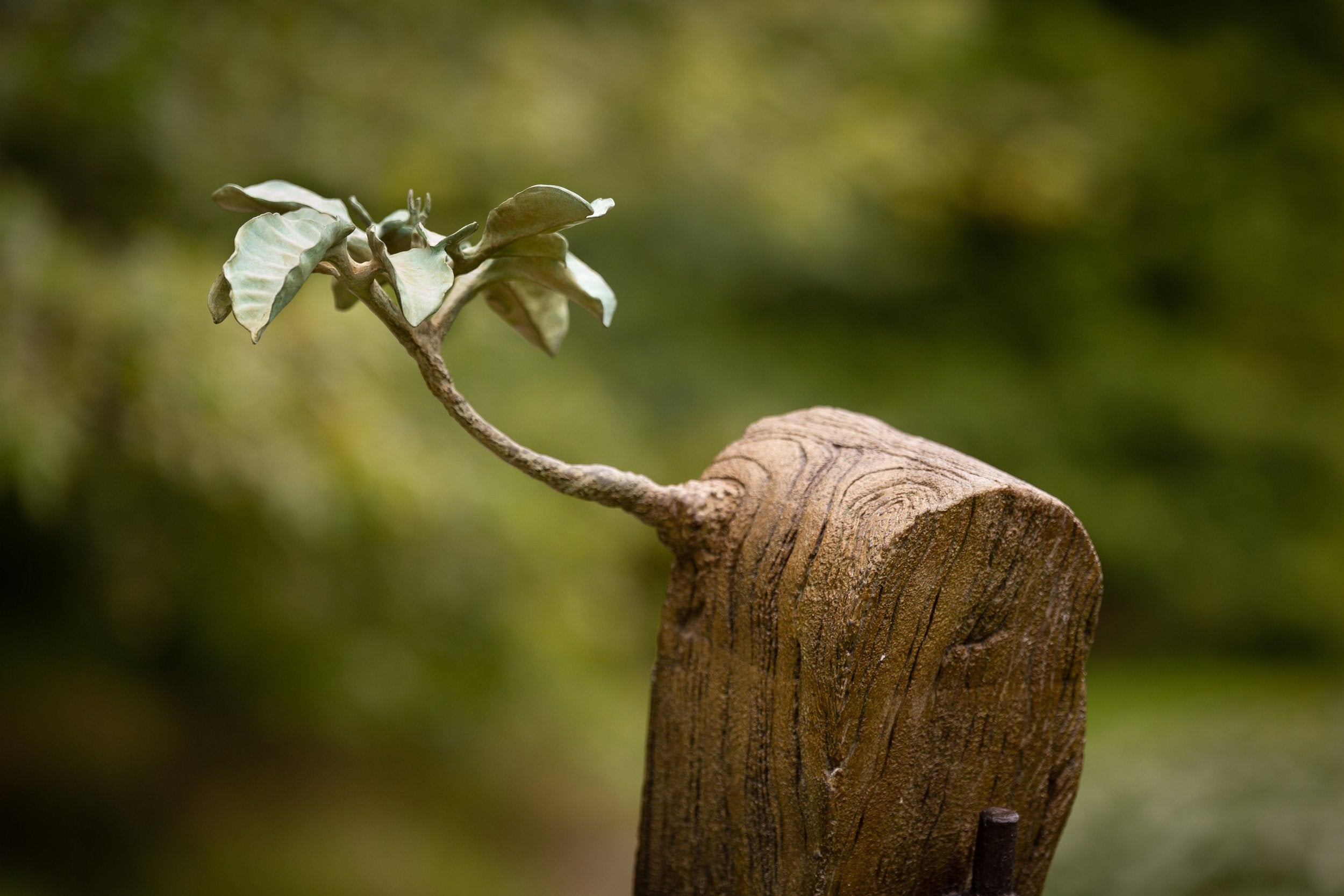 Regeneration Series: Puriri Gate Post