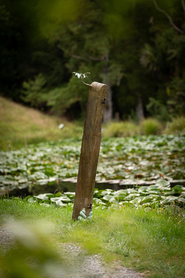 Regeneration Series: Puriri Gate Post