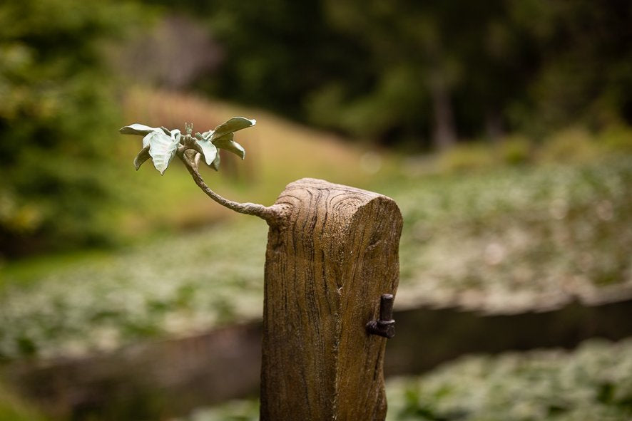 Regeneration Series: Puriri Gate Post