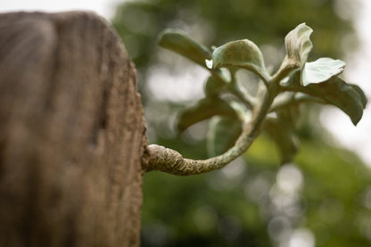 Regeneration Series: Puriri Gate Post