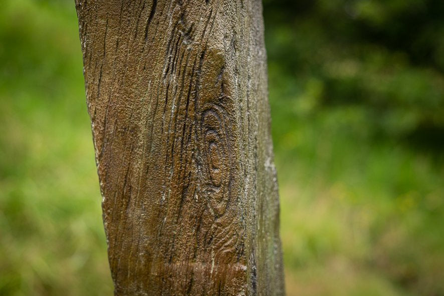 Regeneration Series: Puriri Gate Post